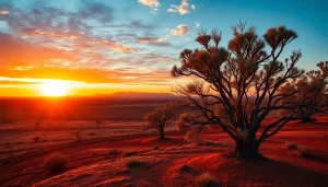 Capture a stunning view of Australia’s outback featuring dramatic sunset lighting and eucalyptus trees.